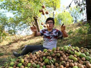 KÖYLÜLERİN ZORLU CEVİZ HASADI BAŞLADI