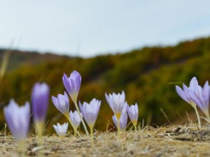 Kışın habercisi vargitler Ovacık’ta doğayı süsledi