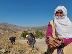 Ziyaret yerine palamut ektiler