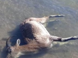 Dersim’de baraj suyuna kapılan dağ keçileri ölüyor