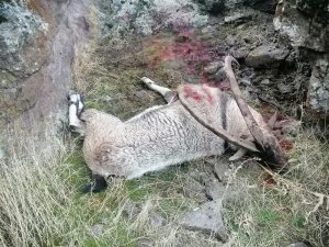 Dağ keçisini vuran şahıs yakalandı