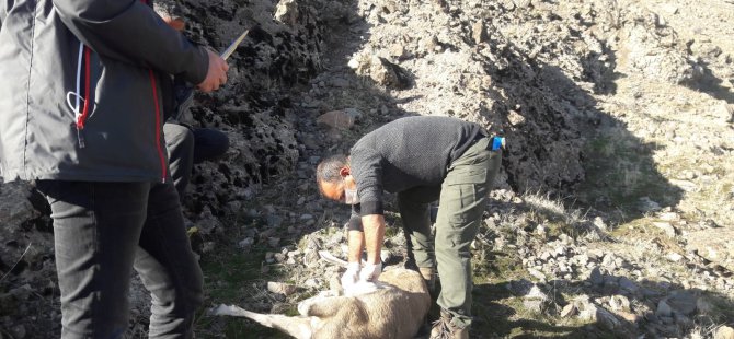Dağ keçileri salgından öldü