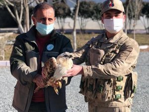 Yaralı, doğan kuşu tedavi altına alındı