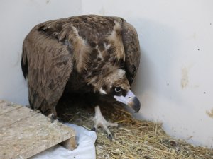 Bitkin halde bulunan kara akbaba tedavi altına alındı