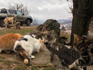 Yaz kış demeden sokak hayvanlarının yardımına koşuyorlar