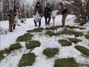 Doğaya keklik ve yem bırakıldı