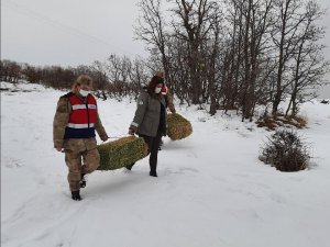 Yaban hayvanları için doğaya 10 ton yem bırakıldı