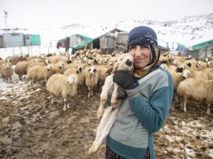 Yeni doğan kuzular, besicilerin yüzünü güldürüyor