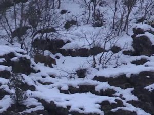 Pülümür Vadisi'nde boz ayı ve yaban keçileri görüntülendi