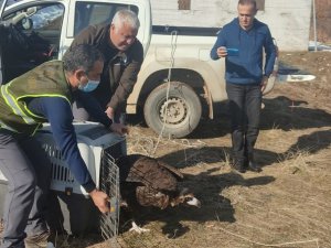 Kara akbaba bakım ve tedavisinin ardından doğaya salındı
