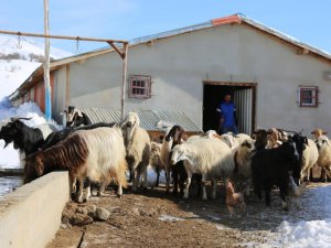 Şehir hayatı sıkıcı geldi, köyüne yerleşip hayvancılık yapmaya başladı