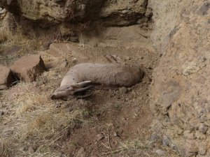 Yıldırım: Yaban keçilerinin ölümüne karşı yetkililer ciddi önlemler almalıdır VİDEO
