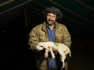 Göçerlerin ağıllardaki zorlu 'kuzu' nöbeti