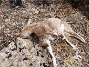 Yaban keçisi ölümlerinin nedeni veba çıktı