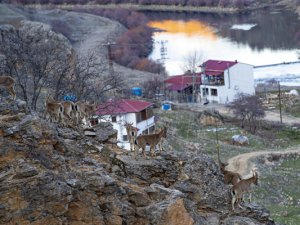 Yaban keçileri yiyecek bulmak için sürü halinde köye indi