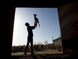 Kuzuların anneleriyle buluşma anı renkli görüntüler oluşturuyor