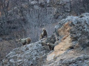 Kış uykusundan uyanan anne ve yavru ayılar görüntülendi