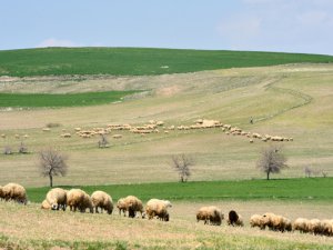 İlkbaharın gelişiyle buğday ve arpa tarlaları yeşile büründü