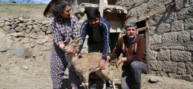 Günlerce baktıkları dağ keçisine, duygusal veda