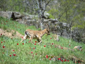 Yaban keçileri Munzur Vadisi Milli Parkı'na güzellik katıyor