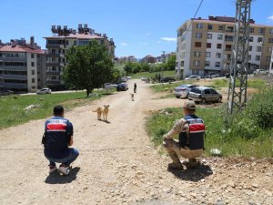 Sokak hayvanlarına 'vefa' desteği