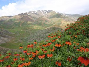 Karların yeni eridiği Dersim dağları ters laleler ile renklendi