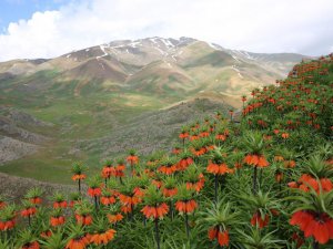 Karların yeni eridiği Dersim dağları ters laleler ile renklendi