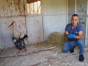 Travma geçiren yaban keçisi ile kanadı zedelenen leylek tedavi altına alındı