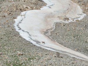 Mercan Dağları'nda çengel boynuzlu dağ keçileri görüntülendi