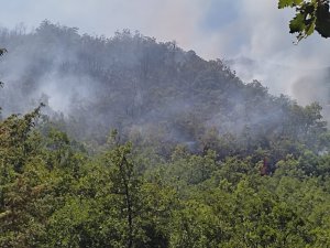 Dersim’de orman yangını