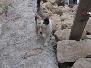 3 ayaklı kedi 2 ayaklı yavru doğurdu