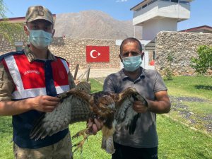 Yaralı kızıl şahine jandarma şefkati