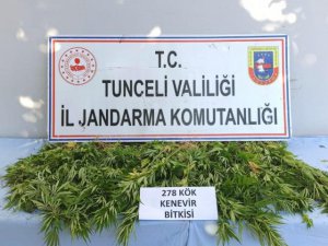 278 kök kenevir bitkisi ele geçirildi