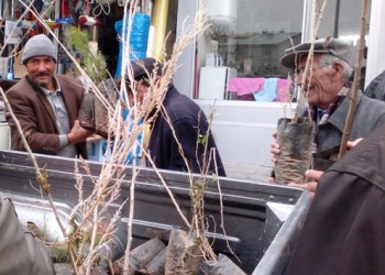 Mülga İl Çevre ve Orman Müdürlüğünden Tunceli’ye 2000 Fidan