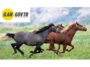 Safkan elit arap koşu tayı satışı yapılacaktır
