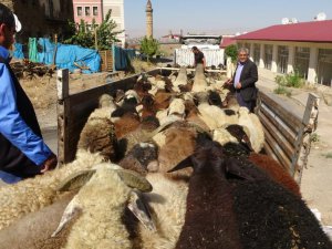 Muş’tan büyük şehirlere kuzu sevkiyatı