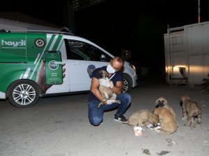 Suya atılan yavru köpekler kurtarıldı