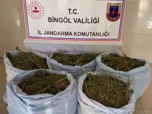 Bingöl’de kurutulmaya bırakılmış vaziyette 78 kilo kubar esrar ele geçirildi