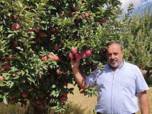 Doğanşehir elmasında hasat zamanı