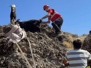 Kayalıklarda 3 gündür mahsur kalan hayvanlar kurtarıldı