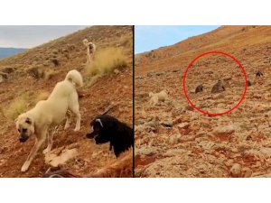 Koyunlara saldıran bozayıları Kangal köpekleri uzaklaştırdı