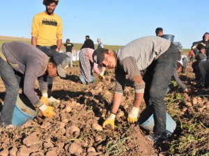 Ahlat patatesinden 450 milyon TL gelir