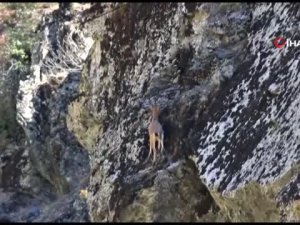 3 ayaklı yaban keçisinin kayalara tırmanma azmi