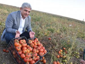 Bitlis’te 200 bin ton domatesten 400 milyon TL gelir bekleniyor