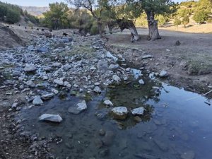 Dersim’deki Çerme Deresi kurudu: Balıklar can çekişiyor