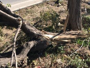 Kazada refüje çıkan otomobil ağaçlara çarparak durabildi: 2 yaralı