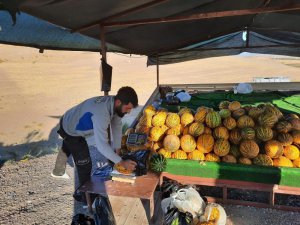 Narmikan kavununda hasat başladı