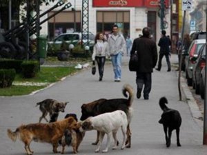 Zirai mücadele, başıboş hayvanların toplanması ve kontrolü hizmeti alınacaktır