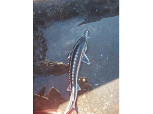 Keban Baraj gölünde ağlara Sibirya Mersin balığı takıldı