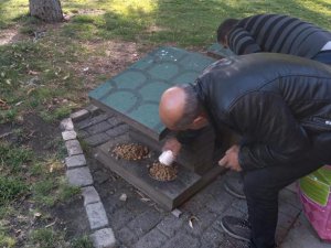 Sokak hayvanları için yemleme çalışmaları devam ediyor